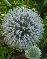 Echinops orientalis