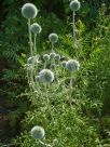 Echinops orientalis