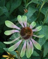 Echinacea Green Envy