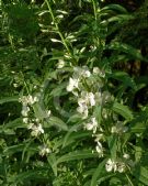 Epilobium angustifolium Album