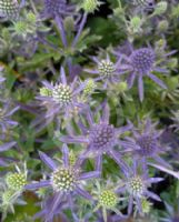 Eryngium planum Blue Hobbit