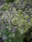 Eryngium planum Blue Hobbit