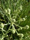 Eryngium paniculatum