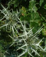 Eryngium tricuspidatum