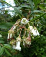 Escallonia tucumanensis