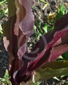 Eucomis comosa Sparkling Burgundy