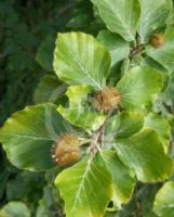 Fagus sylvatica Zlatia