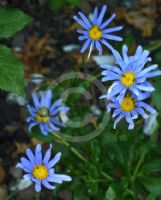 Felicia amelloides Santa Anita