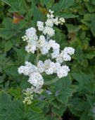 Filipendula purpurea albiflora