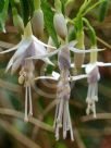 Fuchsia magellanica Molinae