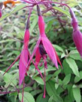 Fuchsia magellanica Mountain Gold