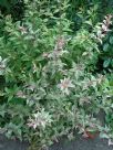 Fuchsia magellanica Versicolor