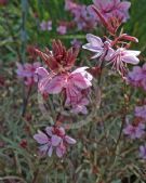 Gaura lindheimeri Passionate Rainbow