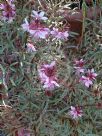 Gaura lindheimeri Passionate Rainbow