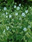 Geranium pratense pratense f. albiflorum