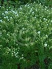 Geranium pratense pratense f. albiflorum