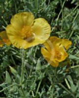 Glaucium flavum leiocarpum