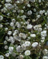 Gypsophila paniculata Perfekta