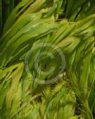 Hakonechloa macra All Gold