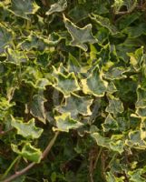 Hedera helix Halebob