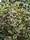 Hedera helix Halebob