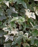 Hedera helix Heise