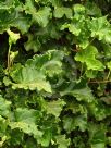 Hedera helix Parsley Crested