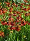 Helenium Moerheim Beauty