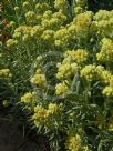 Helichrysum Sulphur Light