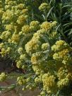 Helichrysum Sulphur Light