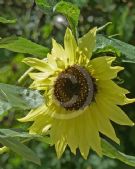 Helianthus annuus Moonwalker