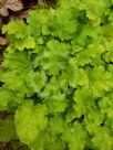 Heuchera Lime Rickey