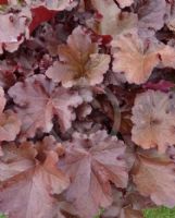 Heuchera Mahogany