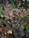 Heuchera villosa Palace Purple