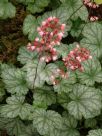 Heuchera Paris