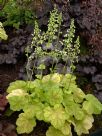 Heuchera Tiramisu