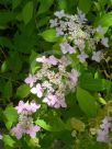 Hydrangea macrophylla serrata Tiara