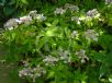 Hydrangea macrophylla serrata Tiara