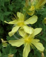 Hypericum olympicum uniflorum Citrinum