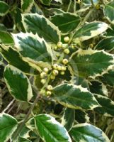 Ilex aquifolium Argentea Marginata Pendula