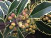 Ilex aquifolium Handsworth New Silver