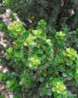 Ilex crenata Mariesii