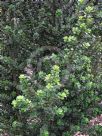 Ilex crenata Mariesii