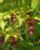 Leycesteria formosa Golden Lanterns