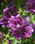 Malva sylvestris Mauritiana group