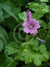 Malva sylvestris Mauritiana group