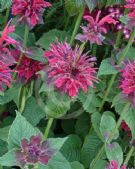 Monarda Fireball