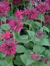 Monarda Fireball