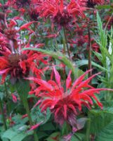 Monarda Gardenview Scarlet