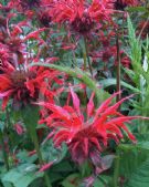 Monarda Gardenview Scarlet